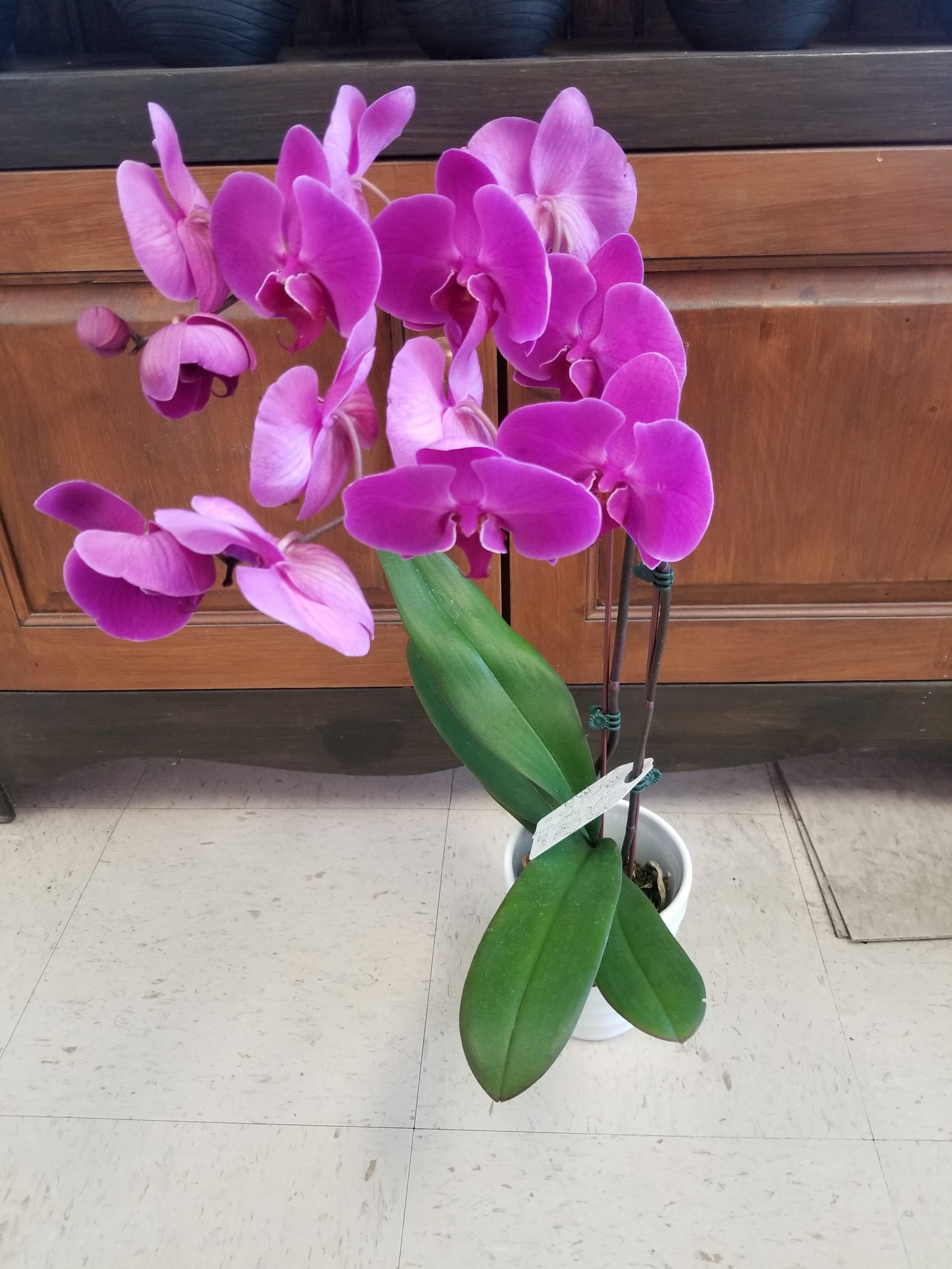 Orchidées (FV-P22)