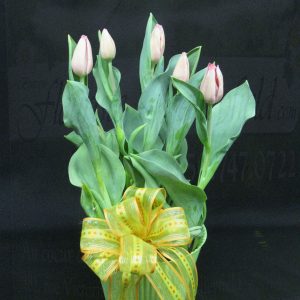 Plant de tulipes (FV-PA3)