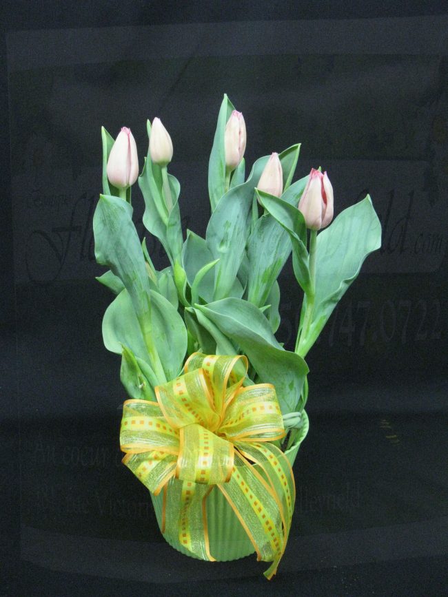 Plant de tulipes (FV-PA3)