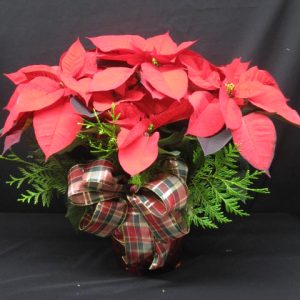 Poinsettia  8 pouces (FV-N11)