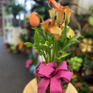 Plante de Lys Callas (FV-PA101)